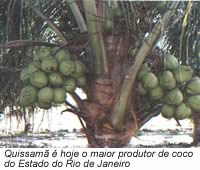 Quissam� � hoje o maior produtor de coco do Estado do Rio de Janeiro